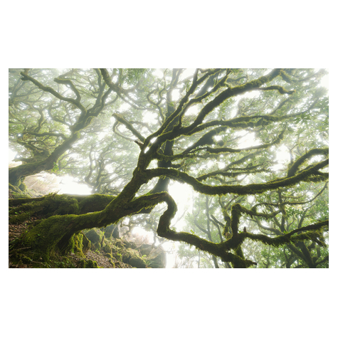 Vlies Fototapete - The Forgotten Forest - Größe 400 X 250 Cm