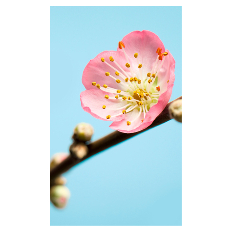 Vlies Fototapete - Peach Blossom - Größe 150 X 250 Cm