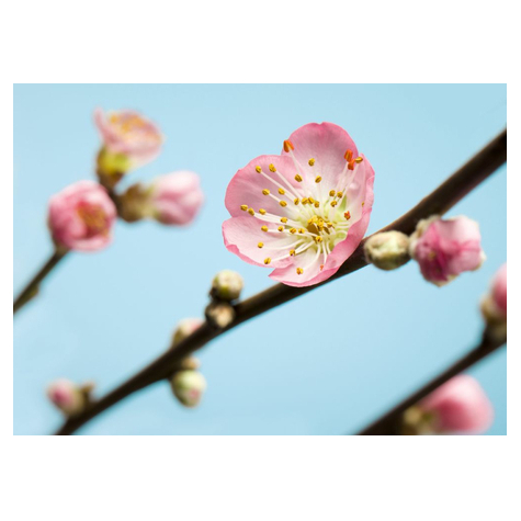 Vlies Fototapete - Peach Blossom - Größe 350 X 250 Cm