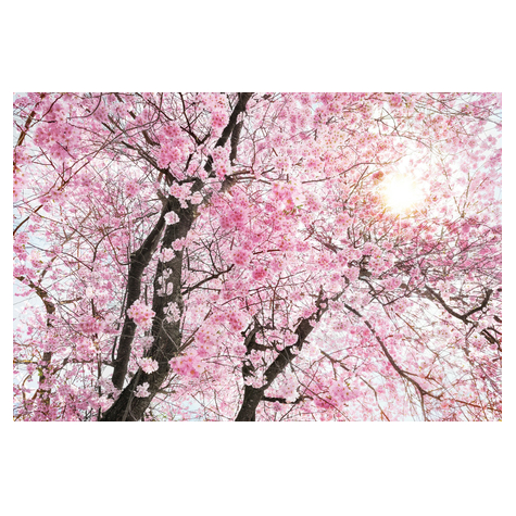 Vlies Fototapete - Bloom - Größe 400 X 260 Cm