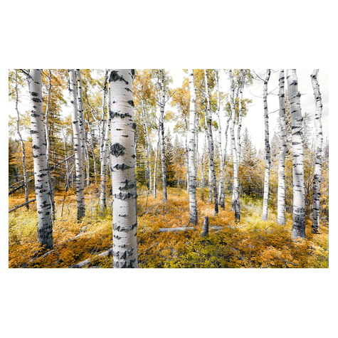 Vlies Fototapete - Colorful Aspenwoods - Größe 450 X 280 Cm