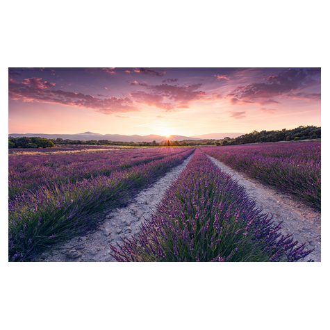 Vlies Fototapete - Lavender Dream - Größe 450 X 280 Cm