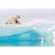 Papier Fototapete - Arctic Polar Bear - Größe 368 X 254 Cm