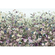 Vlies Fototapete - Botanica - Größe 368 X 248 Cm