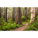 Non-Woven Wallpaper - Redwood Trail - Size 450 X 280 Cm