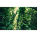 Vlies Fototapete - Green Leaves  - Größe 450 X 280 Cm