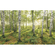 Non-Woven Wallpaper - Birch Trees - Size 400 X 250 Cm
